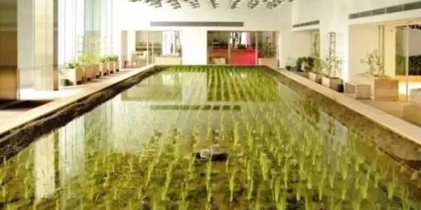 美國人把辦公桌搬進(jìn)了熱帶雨林，日本人把農(nóng)場(chǎng)搬進(jìn)了寫字樓！